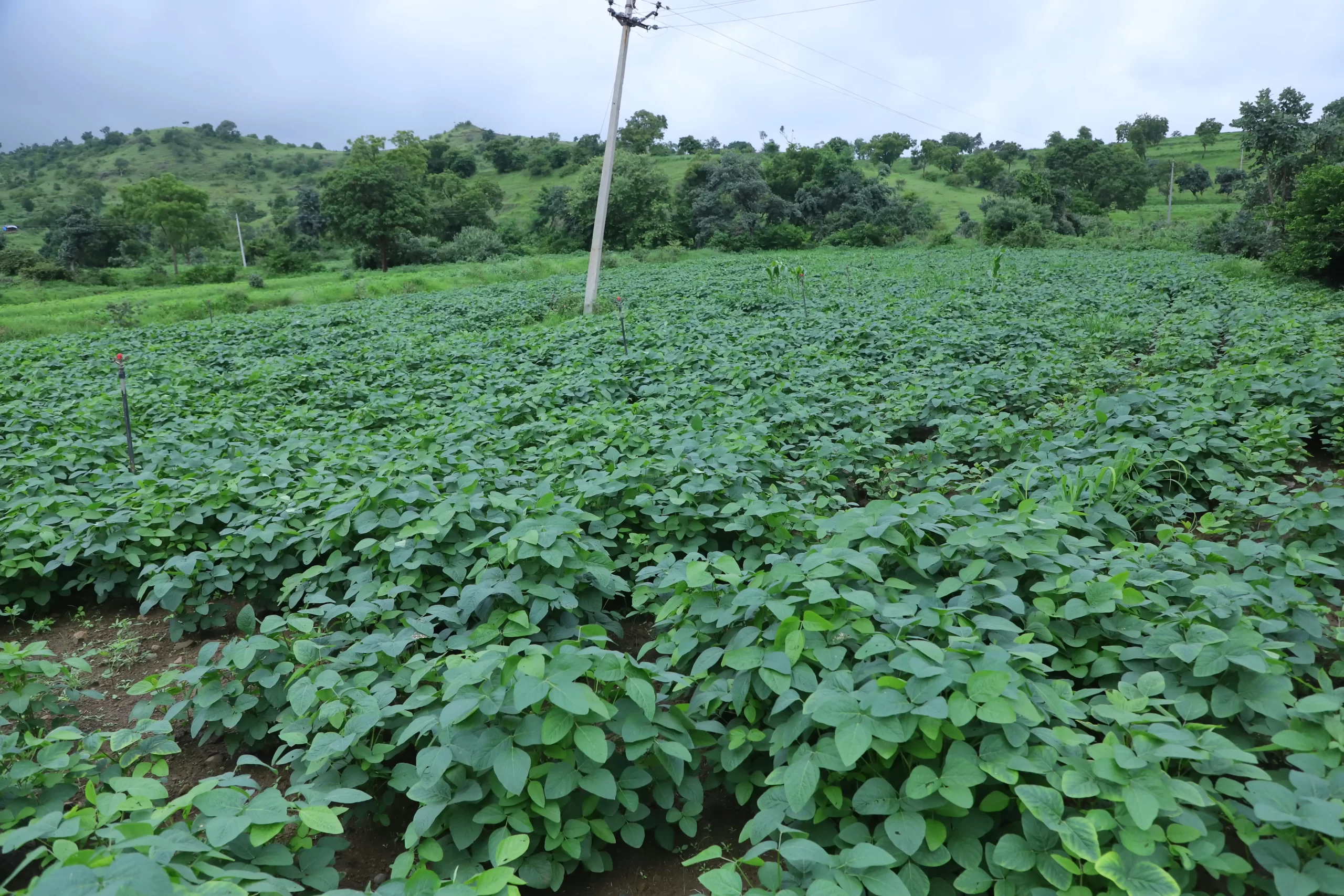 Agriculture img 9148 (1)