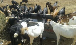 Drinking Water img 20160515 wa0010